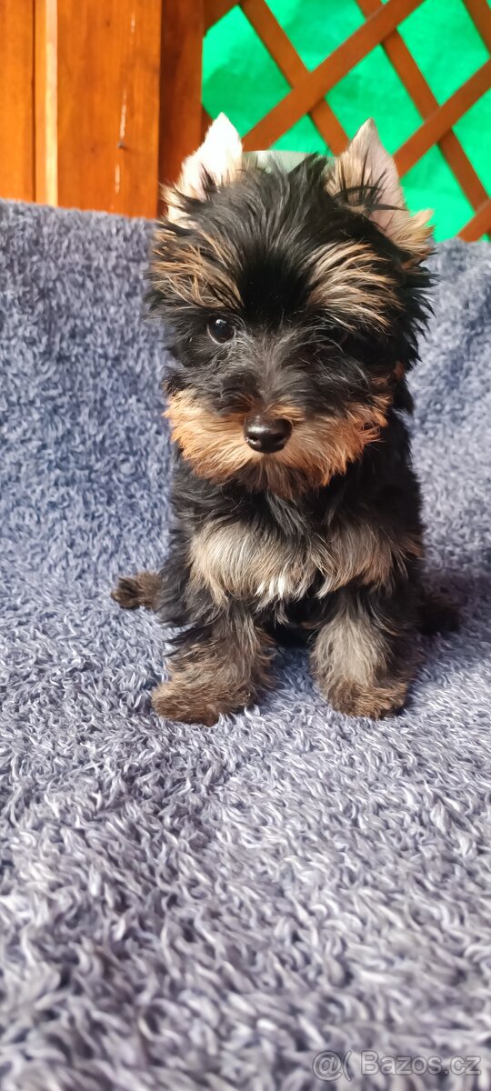 Jorkširský teriér s pp