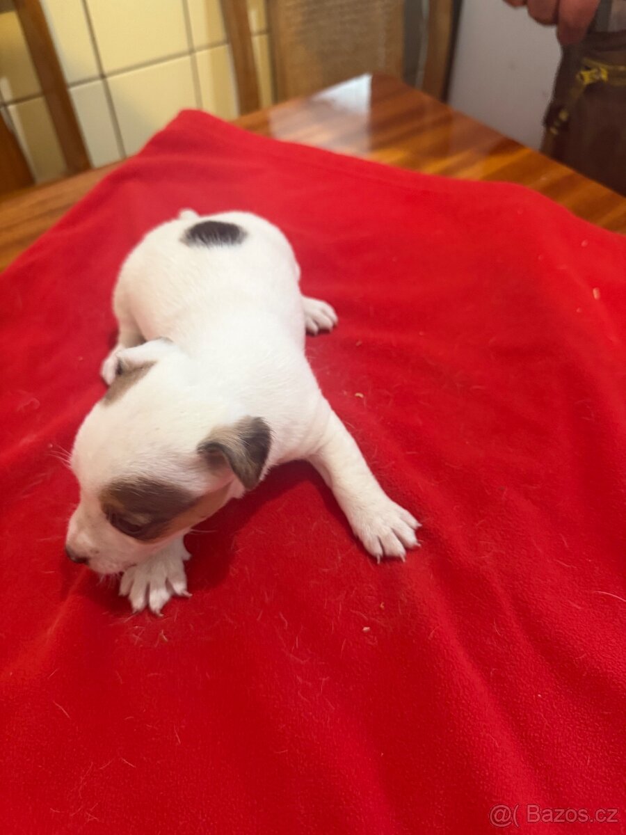 Jack russell teriér