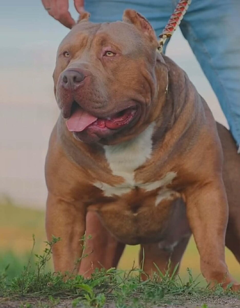 American bully XL s PP