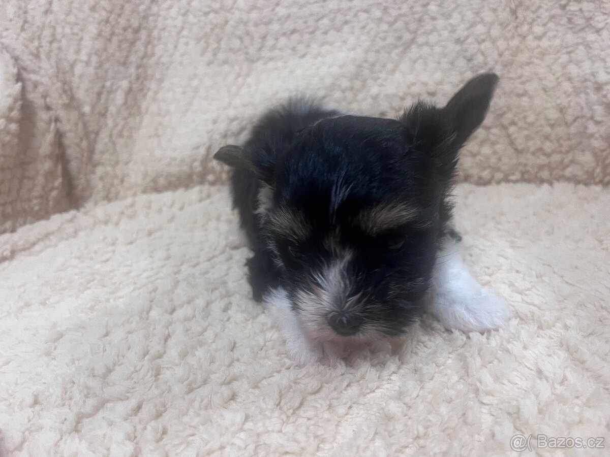 Jorksirsky terier biwier