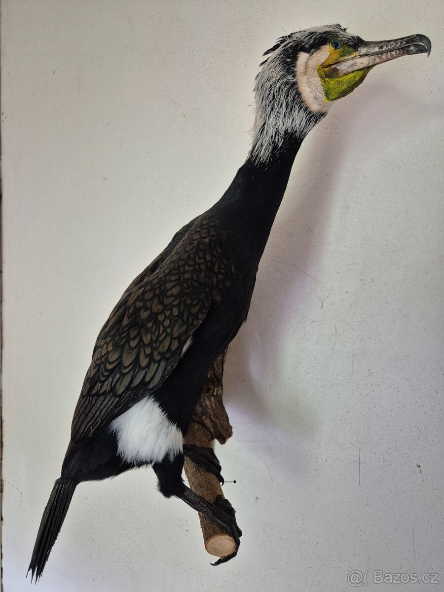 Preparát Kormorána velkého