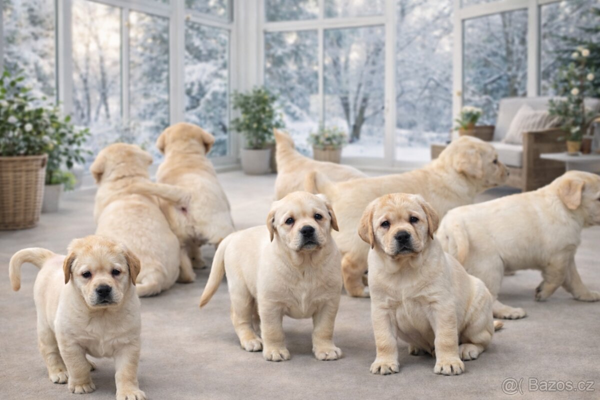 Štěňátka - labrador s PP
