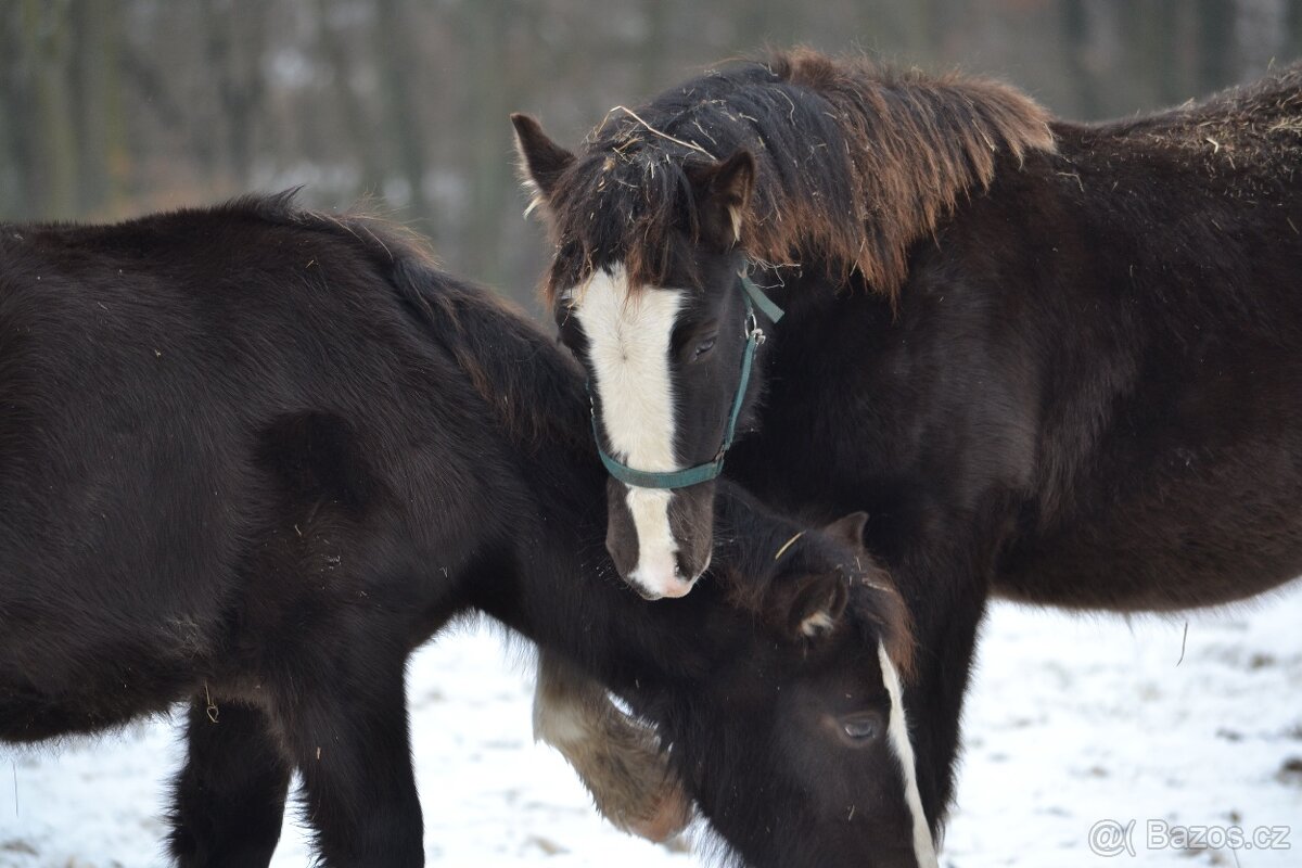 Welsh cob - hříbata 2025