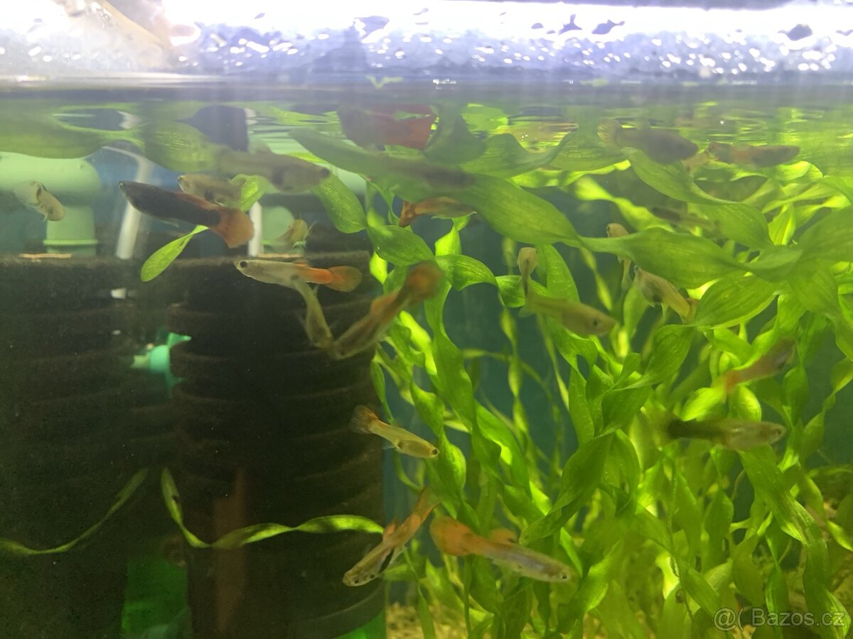 rybičky pavi oko mix