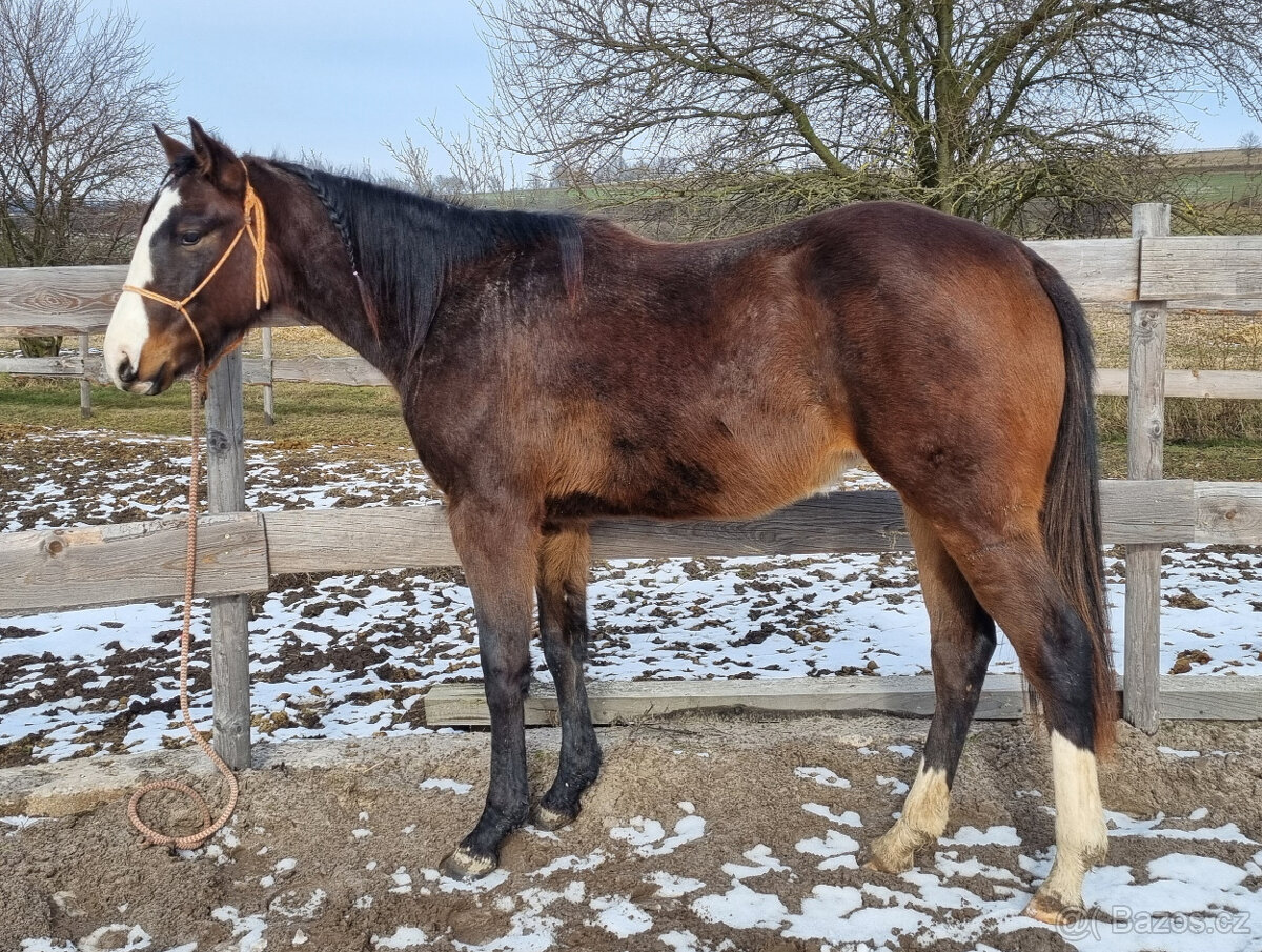 Paint horse klisna All around