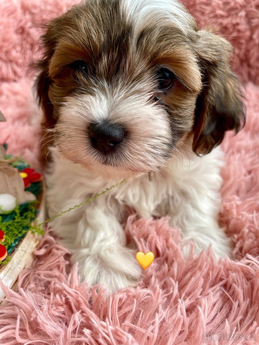 Havanský psík- bišonek bez pp