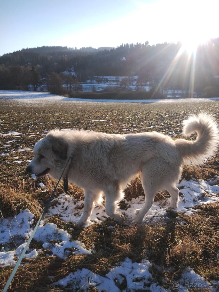 Pyrenejský horský pes - ADOPCE