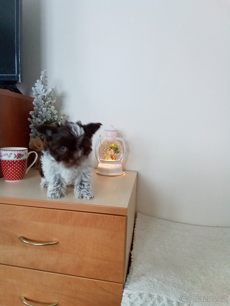 Jorkšírský teriér štěňata