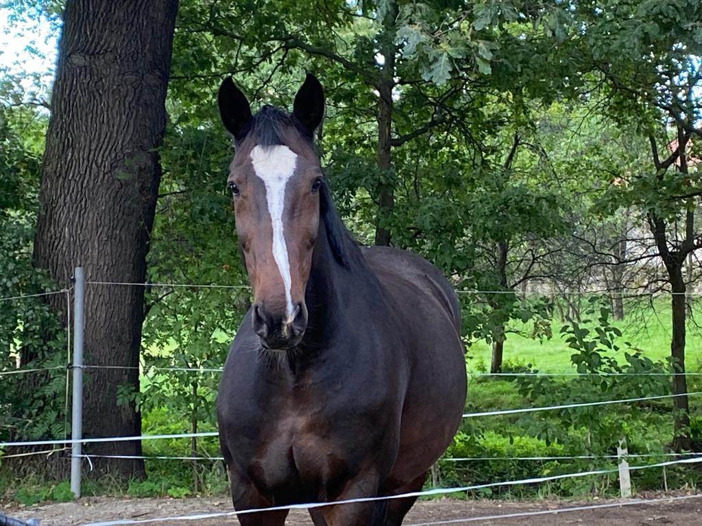 Kobyla ČT do chovu 15 let