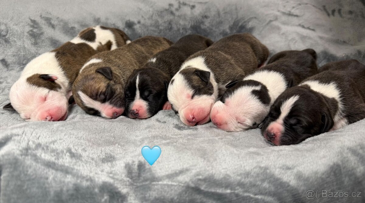 Americký stafordšírsky terier s PP