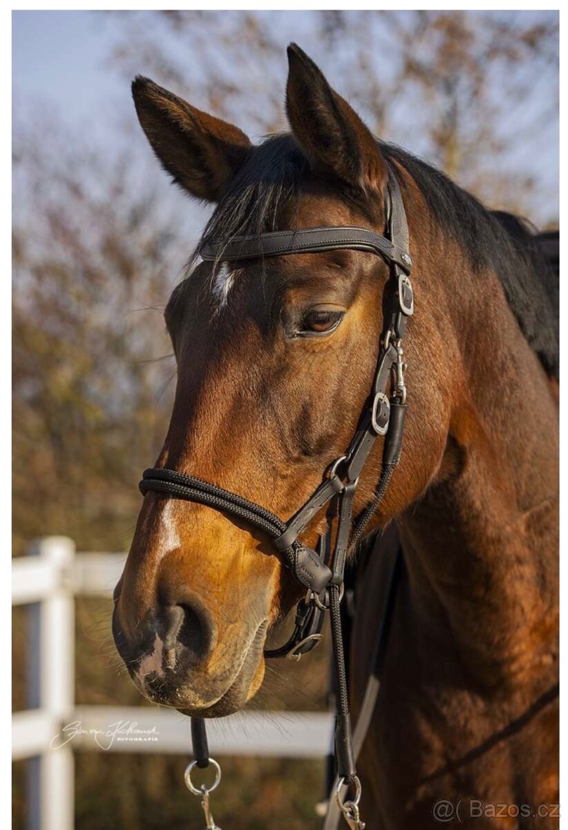 Barefoot bezdudidlová uzdečka Syringa