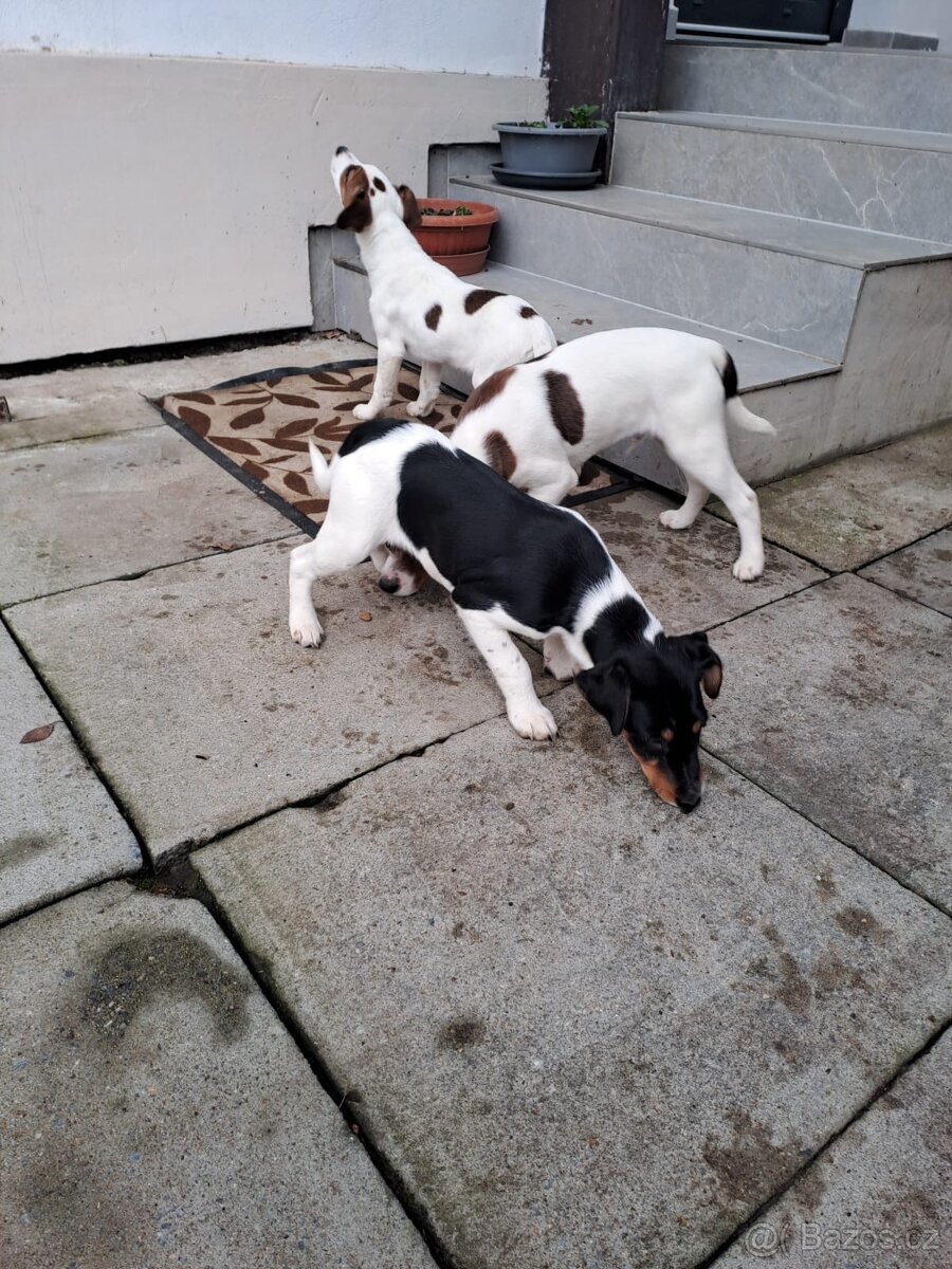 Štěňata hladkosrstých foxteriérů