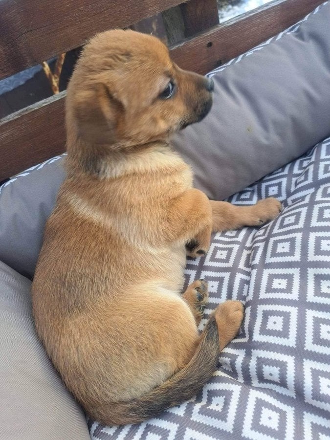 Jezevčík x čivava