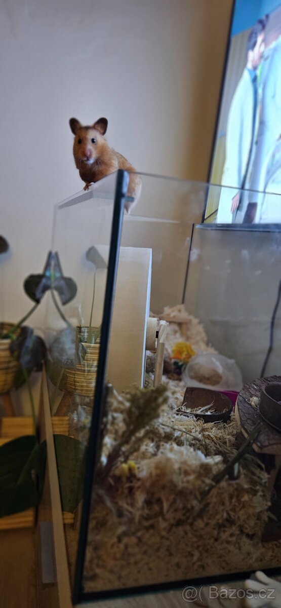 Koupím akvarium pro hlodavce