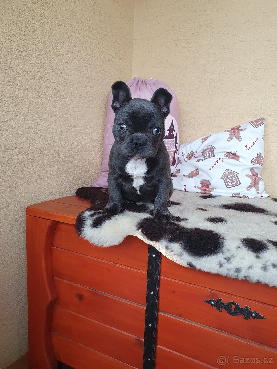 Francouzsky buldoček modrý