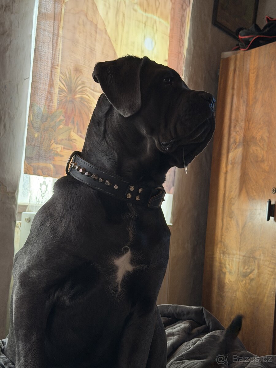 Daruji do dobrých rukou Cane Corso