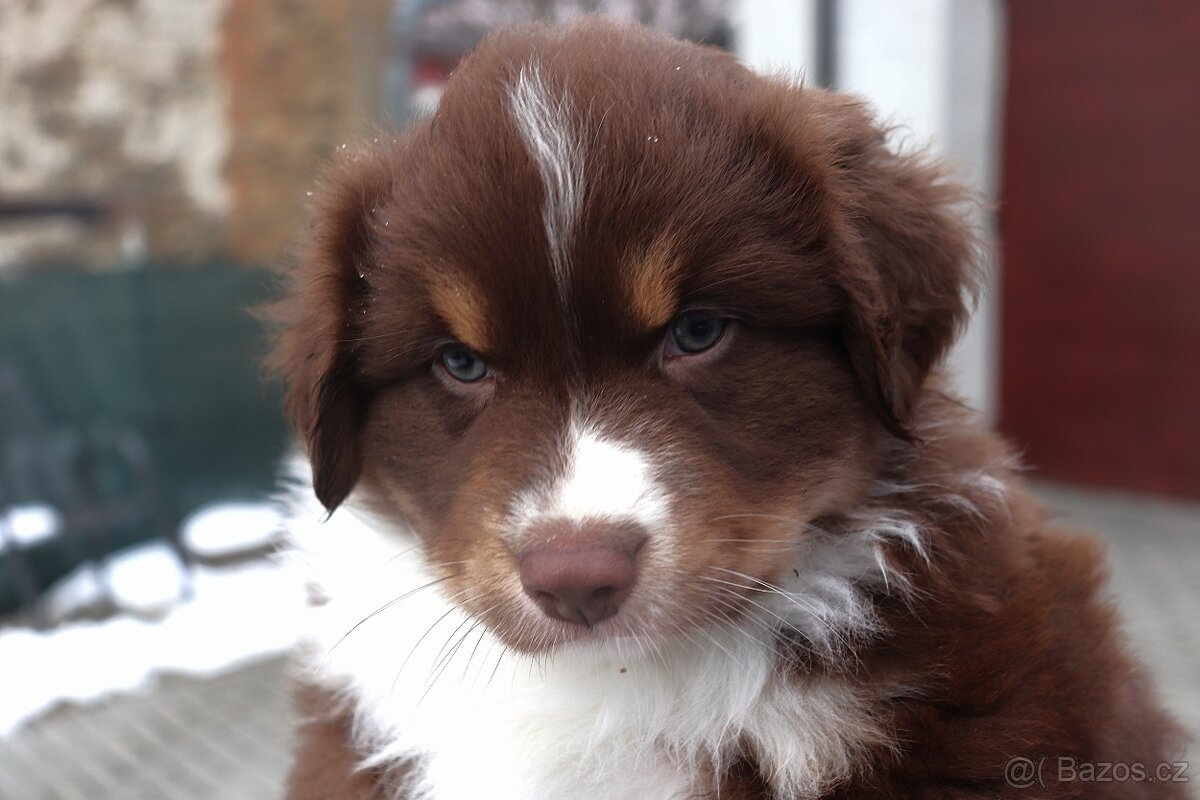 Štěně australský ovčák