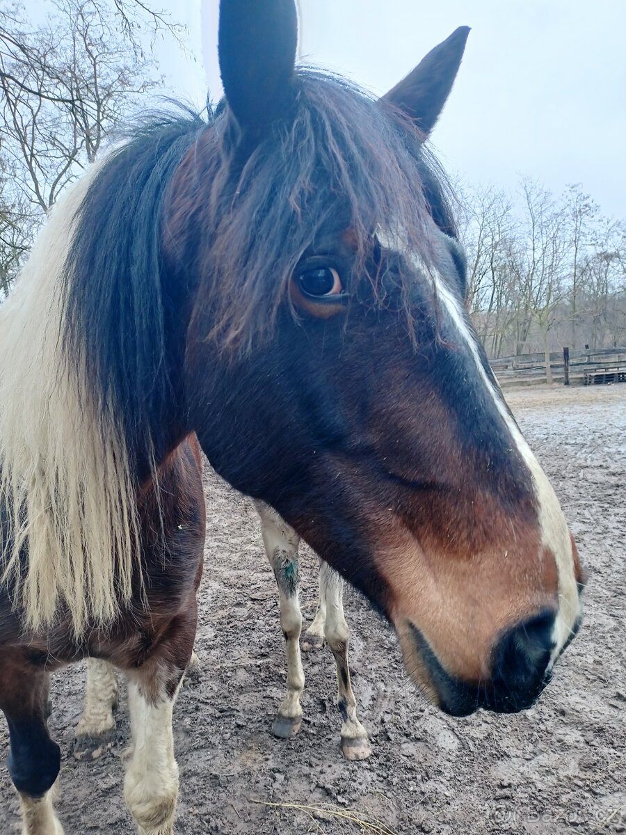 Krásná klisna - prodej, pronájem