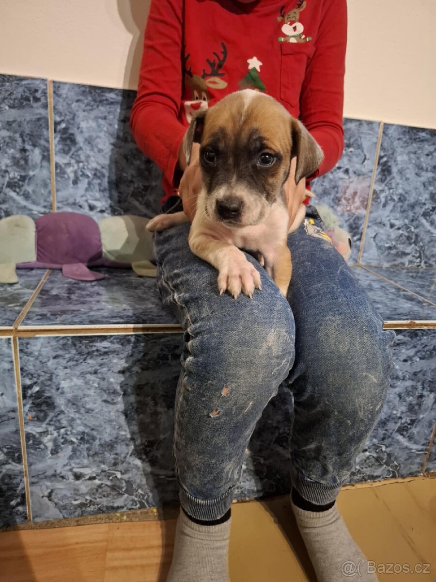 Stafordšírský bulteriér bez pp