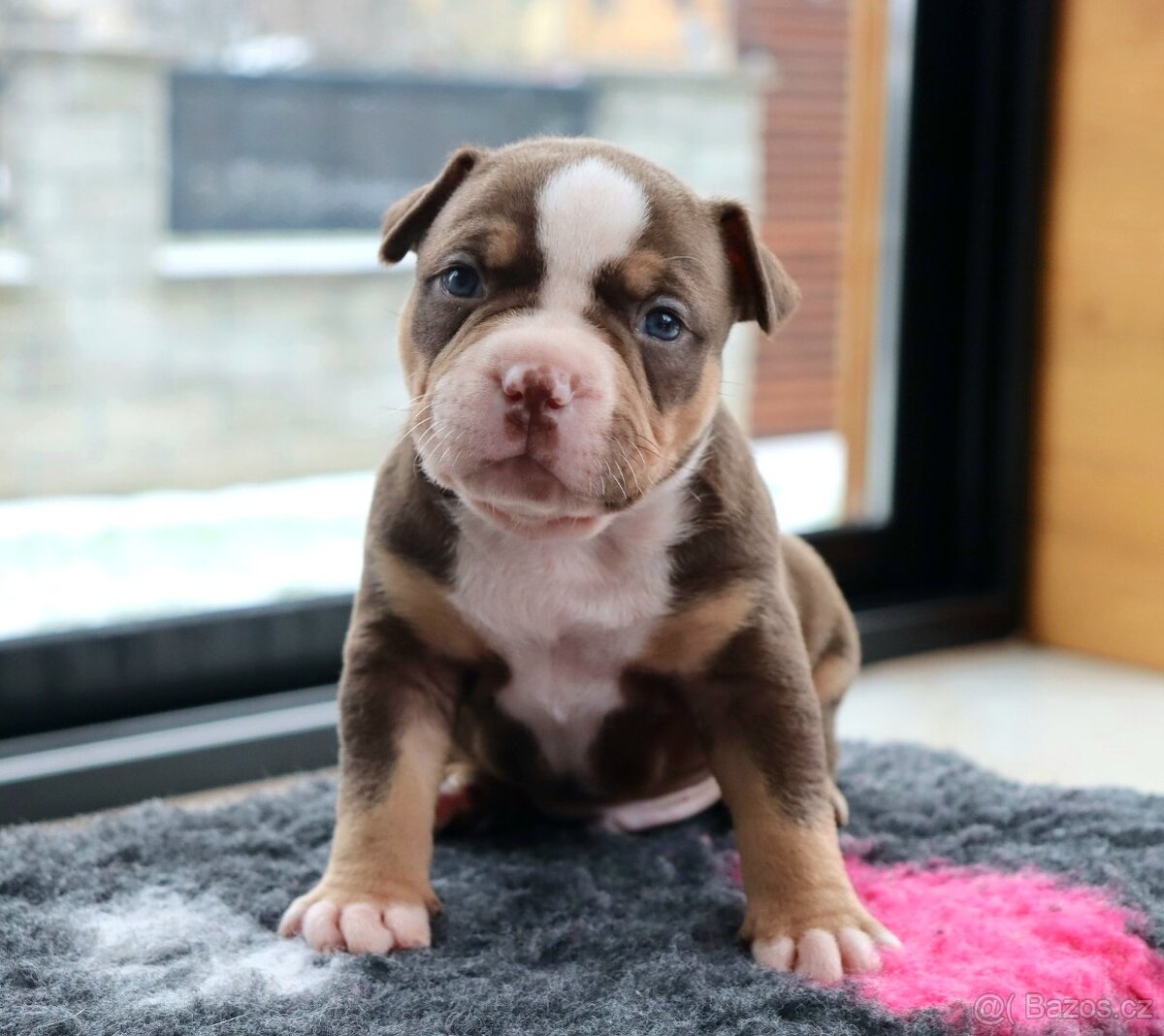 American bully