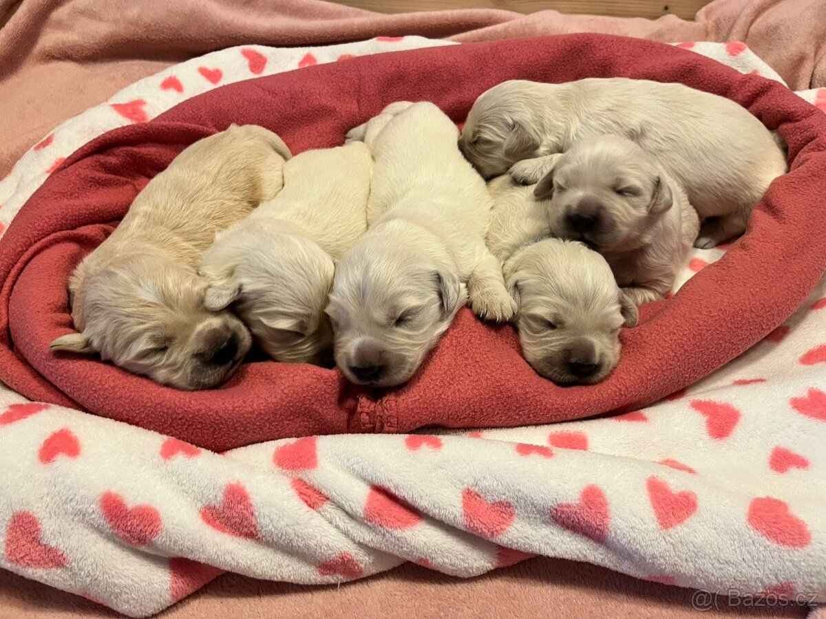 Zlatý retrívr, Golden retriever S PP FCI