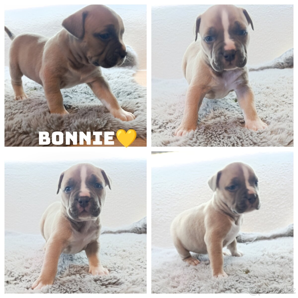 American Bully Standard