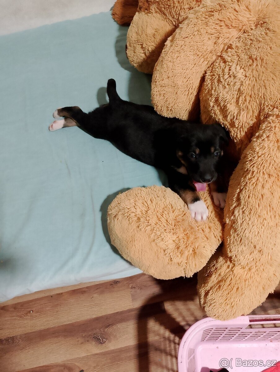 Border kolie: Chlapeček