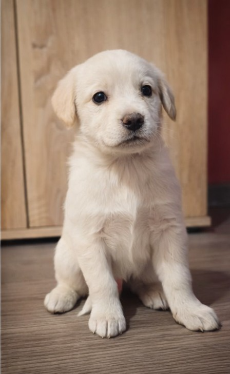 Štěňata - labradorský retrívr