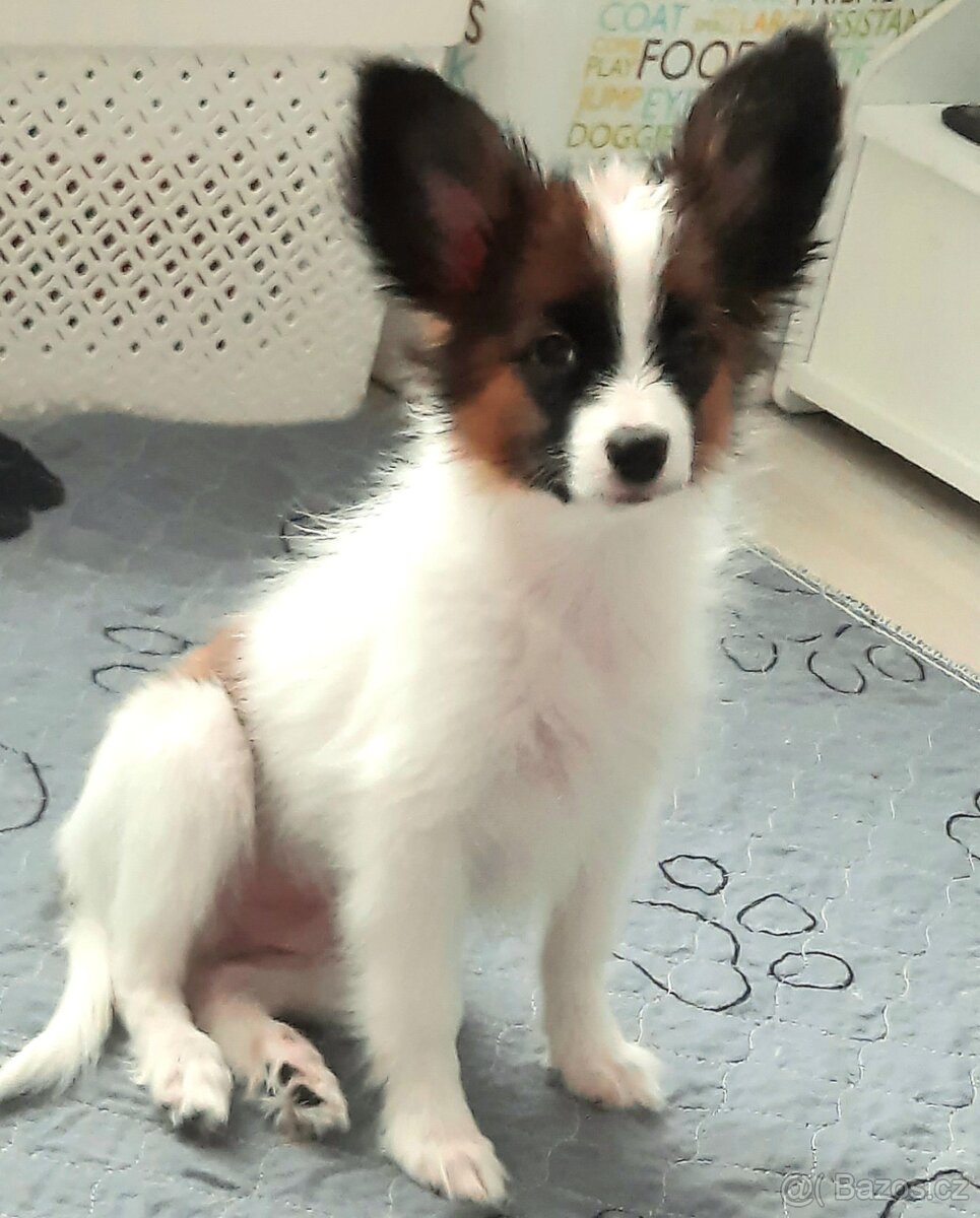 Štěňátko papillona s PP-pejsek