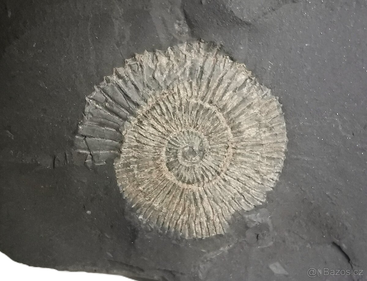 Amonit Dactylioceras commune