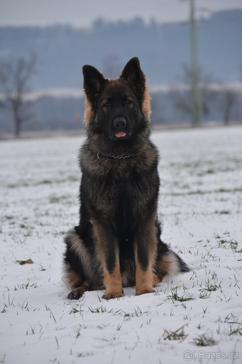 Německý ovčák s PP