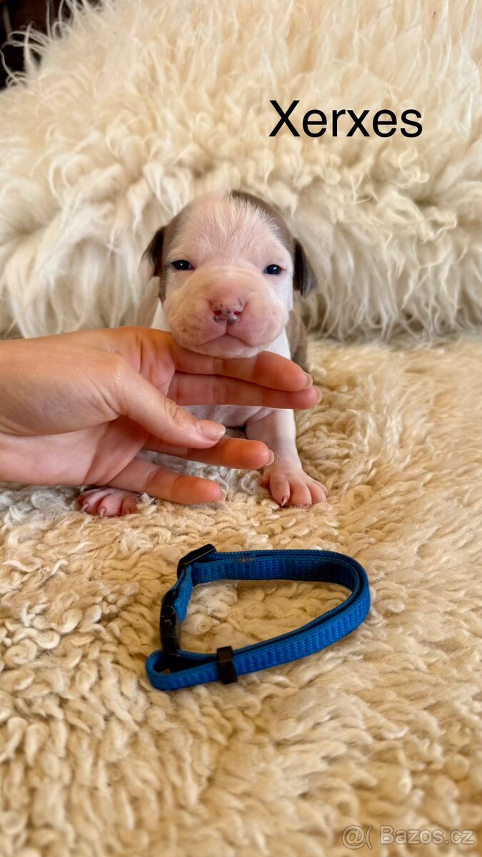 Americký stafordširský terier