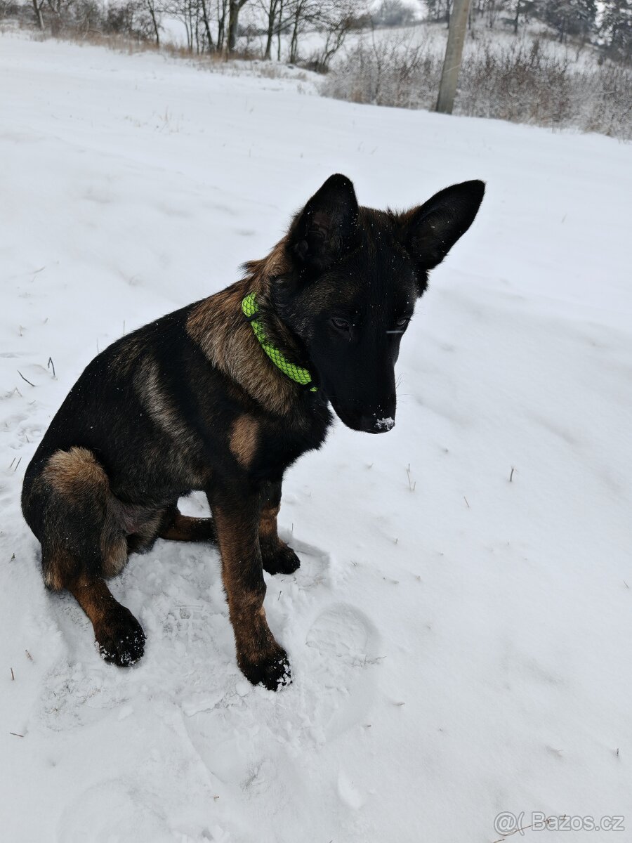 Belgický ovčák malinois