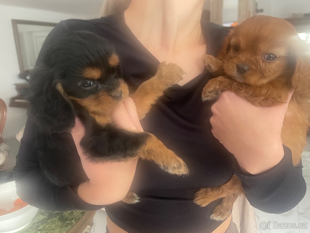 Kavalir Kingová charles