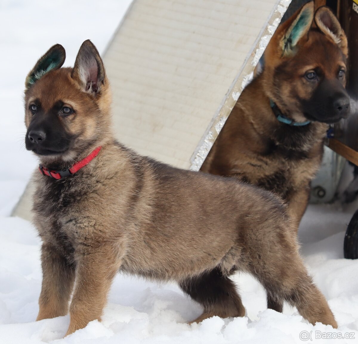 Německý ovčák s PP