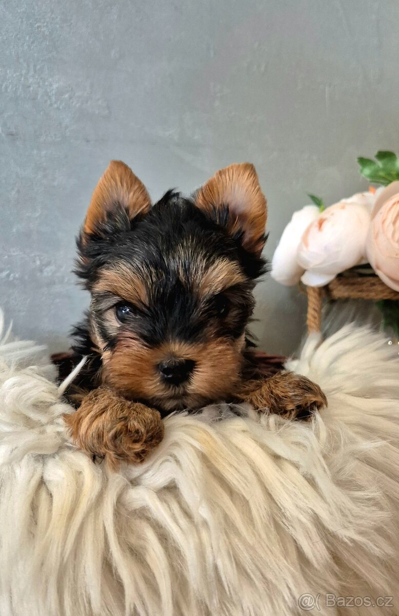 Jorkšírský terier, štěňátka s PP FCI