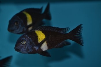 Tlamovci jezera Tanganika a Malawi.