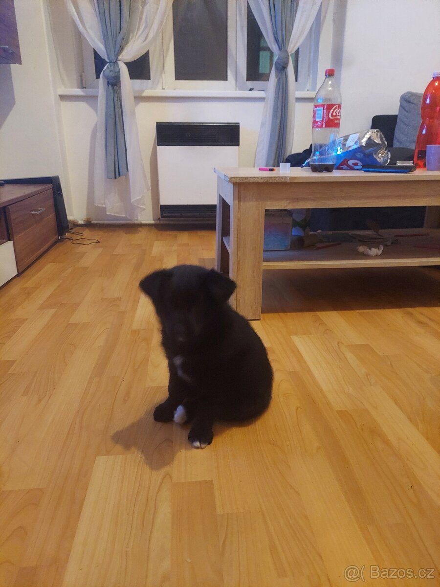 Daruji stene německý ovčák X husky