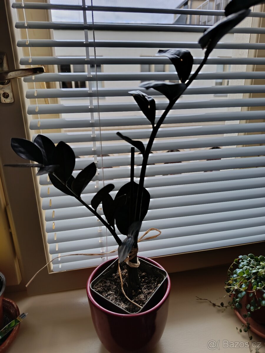 Zamioculcas Black Raven