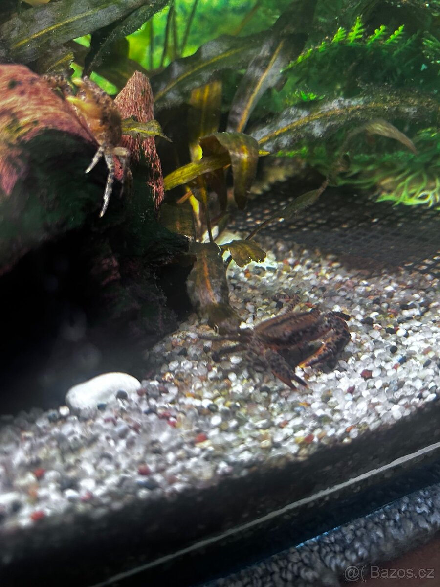 Krab Mekong (Siamthelphusa) – AKCE 2+1 ZDARMA