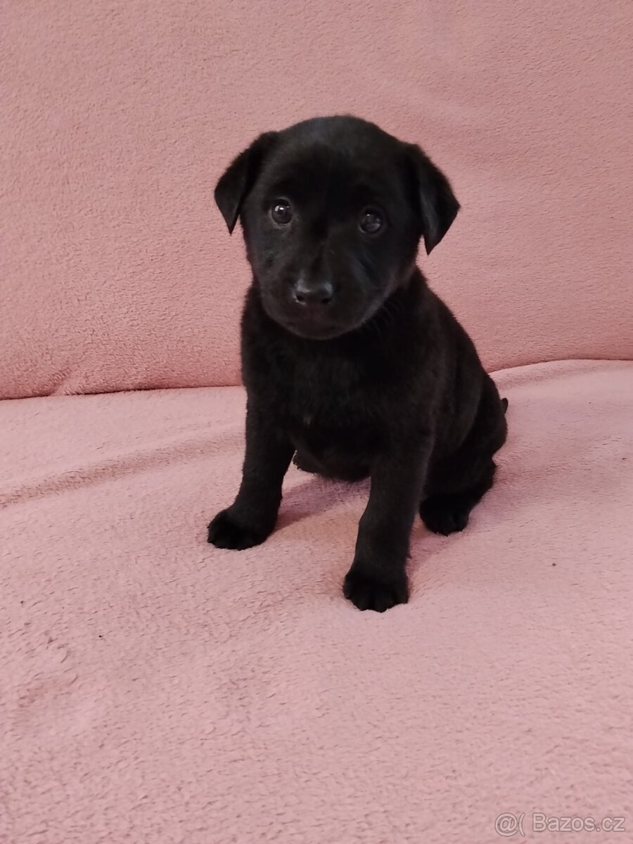 Stěně Labradora bez PP