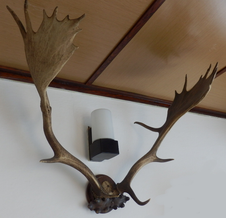 myslivecké trofeje > daněk + srnčí parůžky