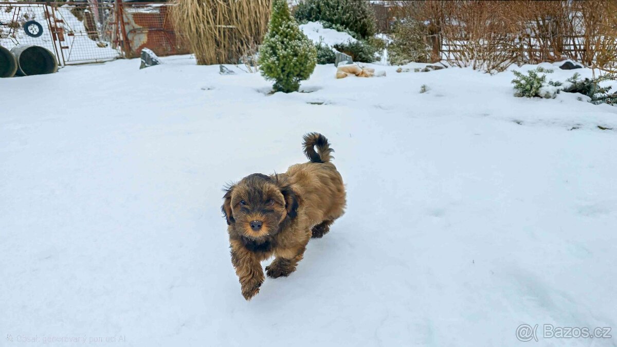 Havanský psík s PP