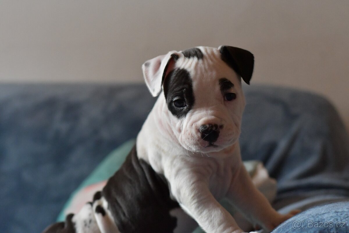 Americký stafordšírsky teriér s pp