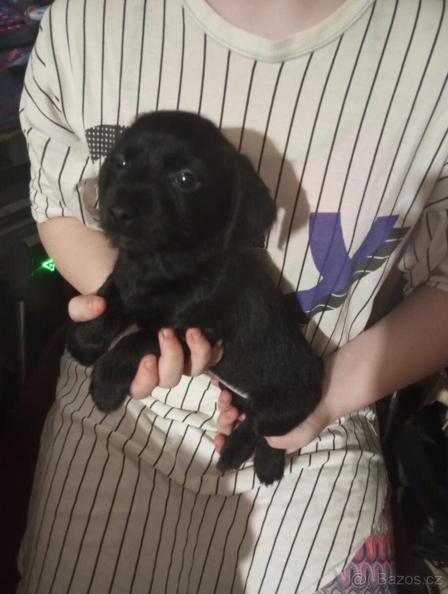 Prodám štěňátka
