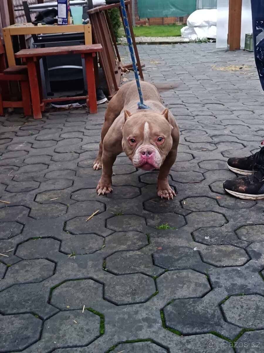 J&K bullys "american bully pocket" Symbolicka cena