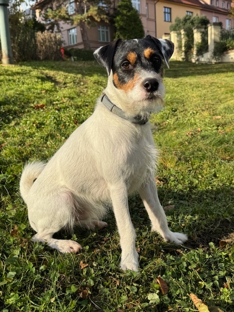 Parson Russel Terier