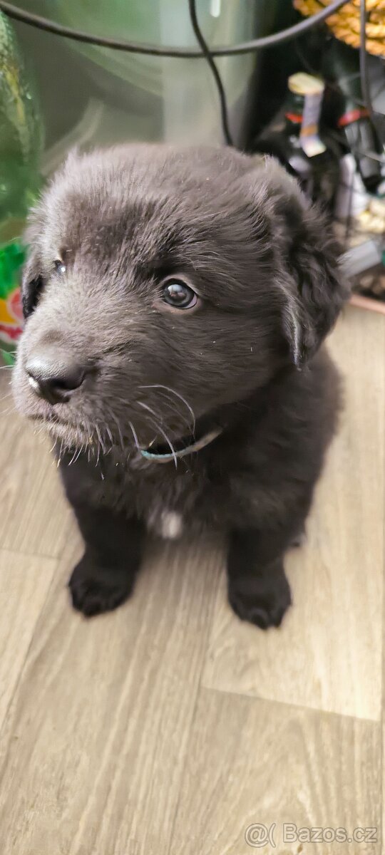 Prodáme štěňátko do dobrých rukou