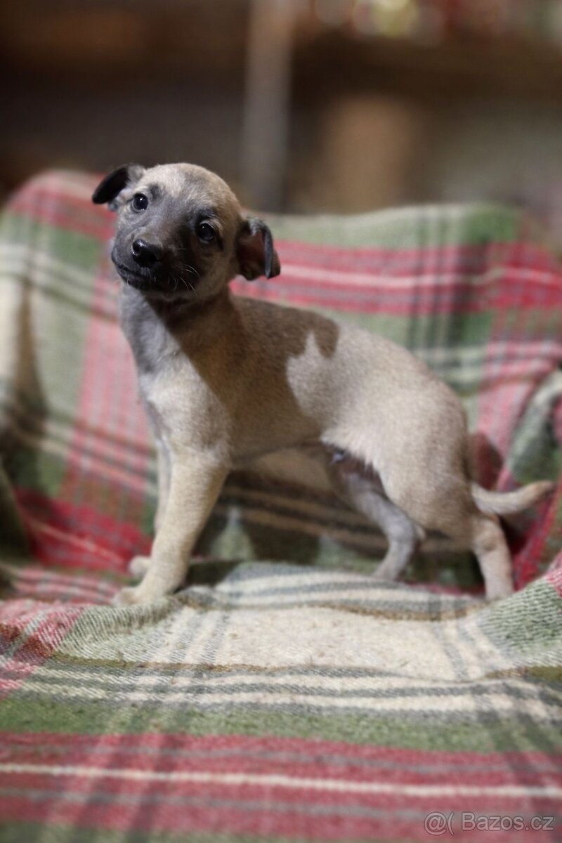 Whippet, Vipet, bez pp