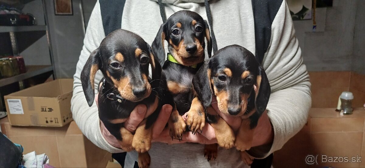 Jezevčík hladkosrstý trpasličí